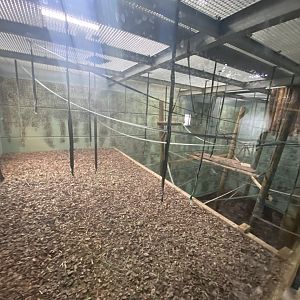 Silvery gibbon indoor enclosure