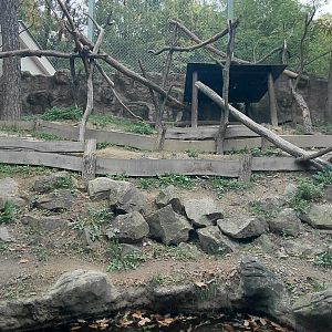 Southern ground hornbill exhibit