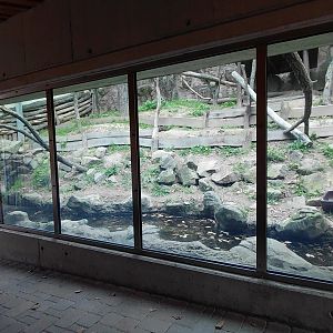 Southern ground hornbill exhibit
