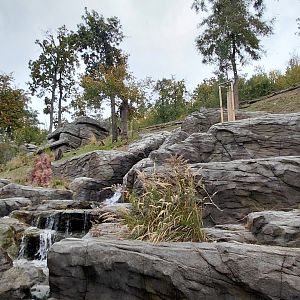 Gelada + rock hyrax exhibit