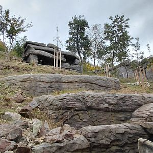 Gelada + rock hyrax exhibit