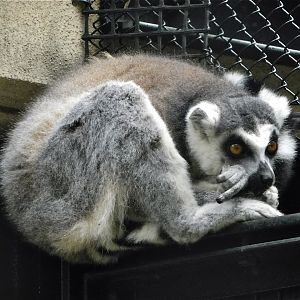 Ring-tailed Lemur (Lemur catta) - Yumemigasaki Zoological Park October 12, 2025