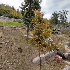 Gelada + rock hyrax exhibit