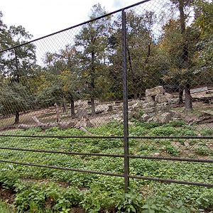 Himalayan tahr exhibit