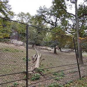 Himalayan tahr exhibit