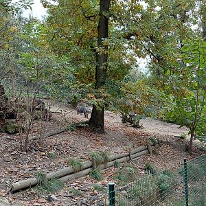 White-lipped peccary exhibit