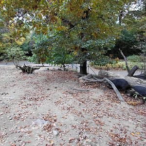 White-lipped peccary exhibit