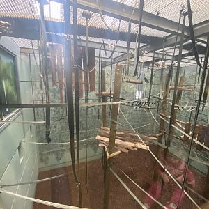 Indoor Pileated gibbon enclosure