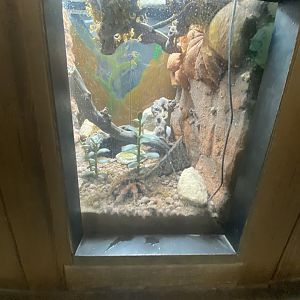 Tarantula exhibit