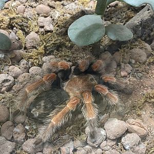 Tarantula