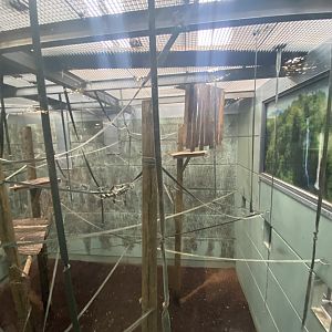 Indoor Agile gibbon enclosure
