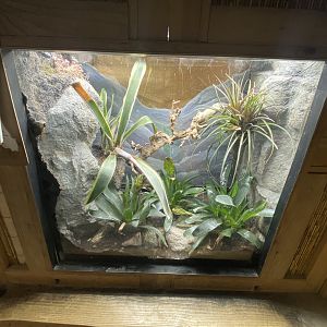 Maranon poison frog exhibit