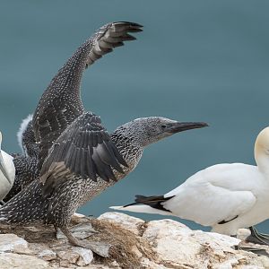 Gannet (wild) UK
