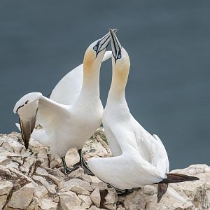Gannets (wild) UK