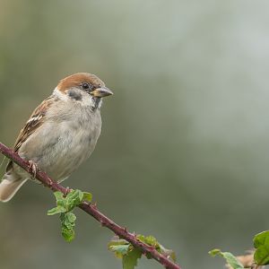 Tree Sparrow (wild) UK