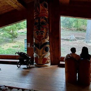 Arctic wolf exhibit - viewing area