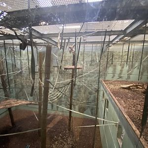 Indoor white-cheeked gibbon enclosure