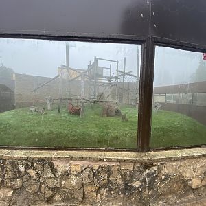 Bornean orangutan enclosure 1