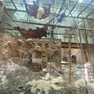 Indoor Bornean orangutan enclosure