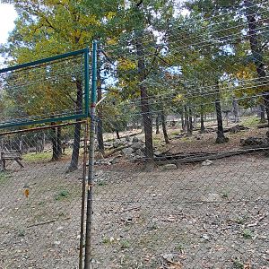 Siberian ibex exhibit