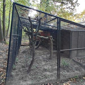 Pallas's cat exhibit