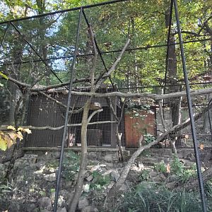 Pallas's cat exhibit