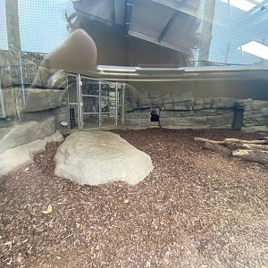 Indoor Sumatran tiger enclosure