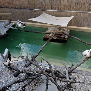 Great white pelican exhibit