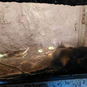 Beaver indoor exhibit