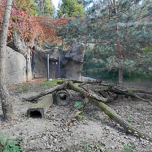 Striped skunk exhibit