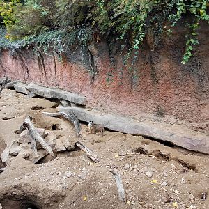 Meerkat ourdoor exhibit