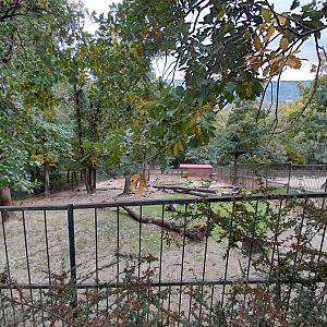 Mishmi takin exhibit