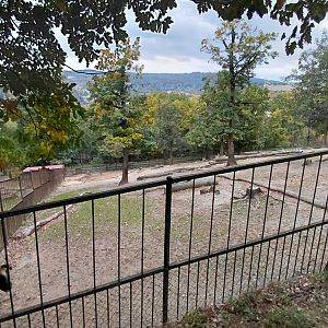 Mishmi takin exhibit