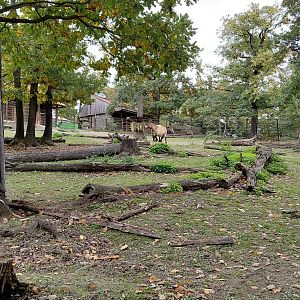 Przewalski's horse exhibit