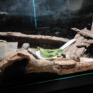 Exotarium - Hopping mouse exhibit