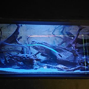 Exotarium - Rubber eel tank