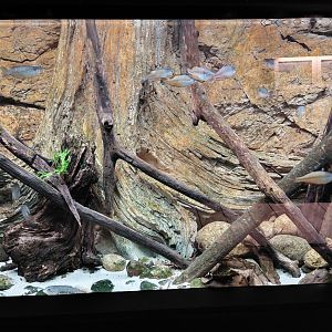 Exotarium - fish tank