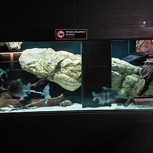 Exotarium - disk tetra tank