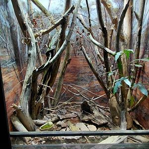 Exotarium - Rankin's dragon + skink exhibit