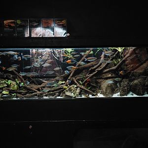 Exotarium - rainbowfish tank