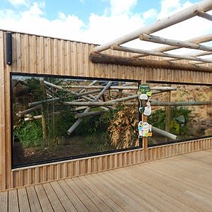 Capuchin Climb - Yellow-breasted capuchin exhibit 110925