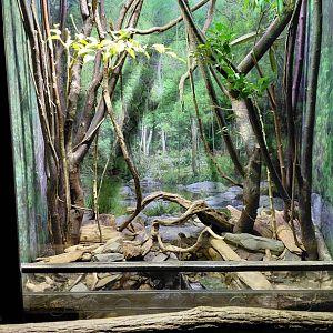 Exotarium - skink exhibit