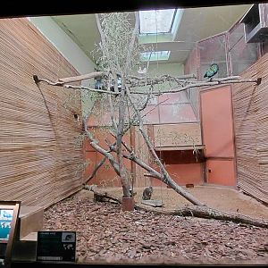 Exotarium - pigeon+potoroo indor exhibit