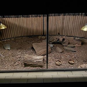 Exotarium - armadillo exhibit