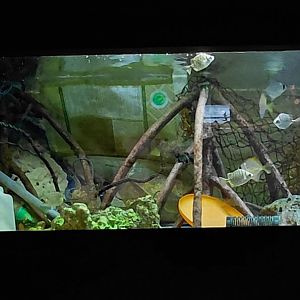 Exotarium - Scat tank