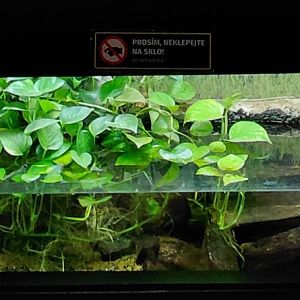 Exotarium - snake-necked turtle exhibit