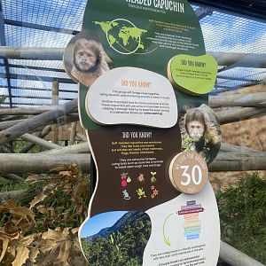 Capuchin Climb - Yellow-breasted capuchin exhibit signage 110925