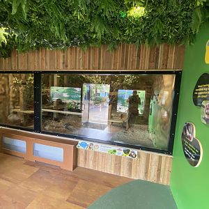 Capuchin Climb - Yellow-breasted capuchin exhibit 110925