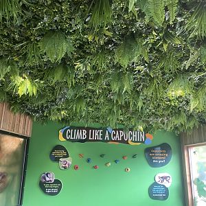 Capuchin Climb - Yellow-breasted capuchin exhibit 110925