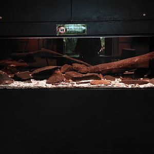 Exotarium - Lungfish tank